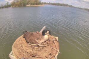 2025 Osprey/Goose Cam