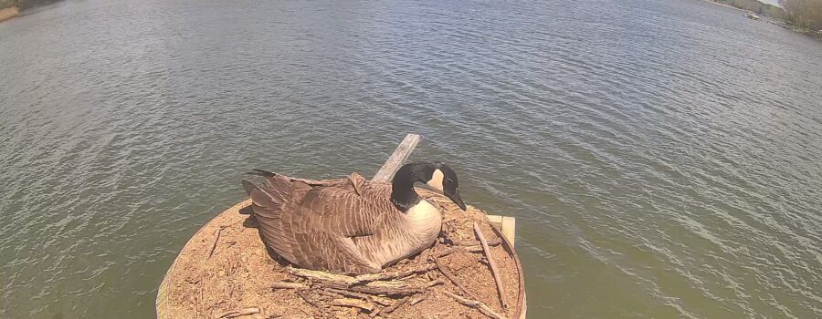 2025 Osprey/Goose Cam